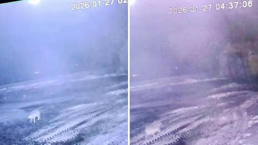 Digor'da kurt vahşeti! 2,5 saatte 200 koyunu tek başına boğdu: Güvenlik kamerası kaydetti