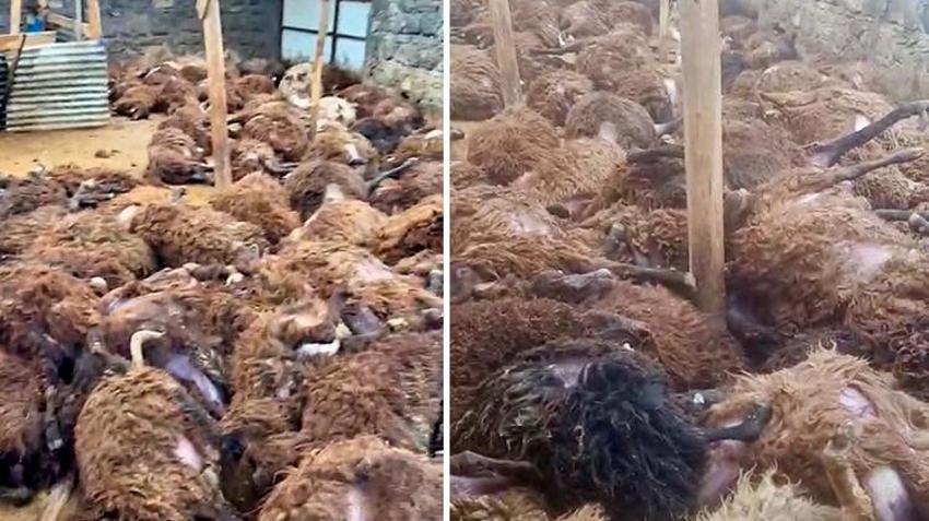 Digor'da kurt vahşeti! 2,5 saatte 200 koyunu tek başına boğdu: Güvenlik kamerası kaydetti