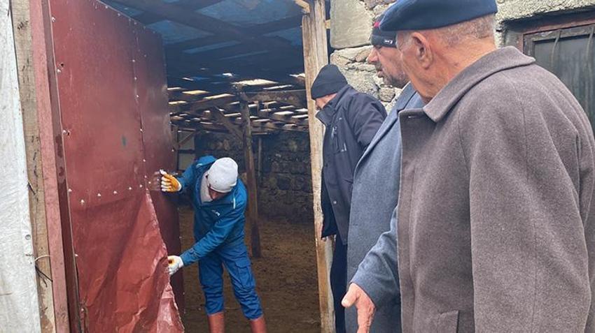 Digor'da kurt vahşeti! 2,5 saatte 200 koyunu tek başına boğdu: Güvenlik kamerası kaydetti