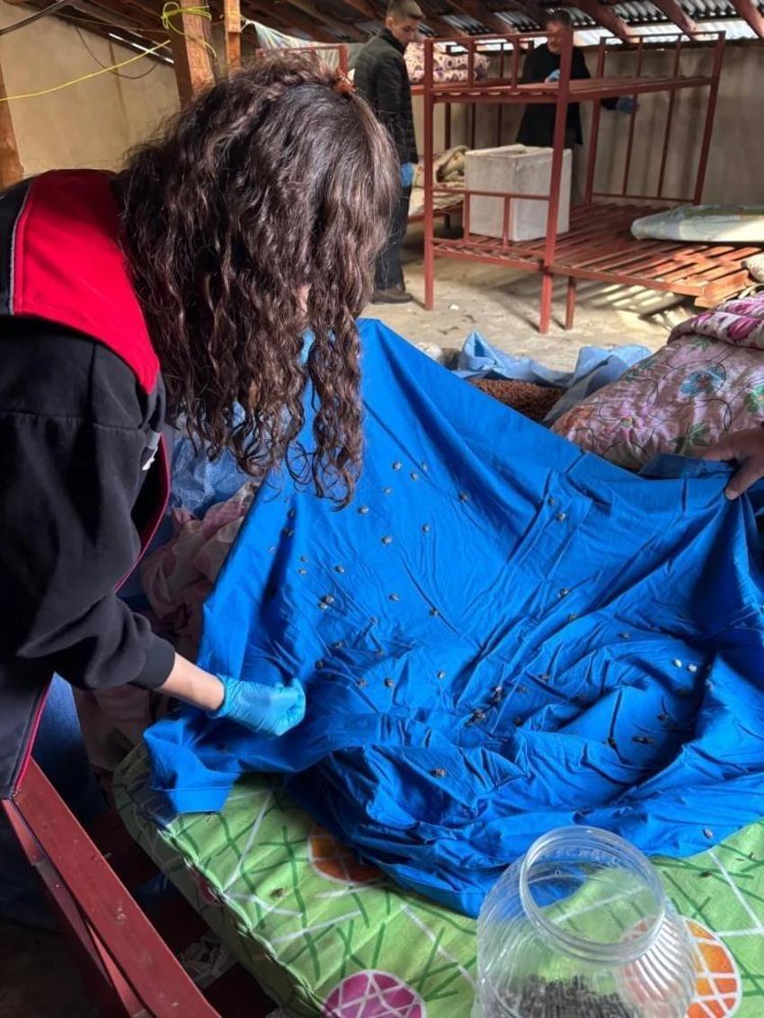 Giresun'da fındığın düşmanı yer altında bulundu: Her köylüden isteniyor