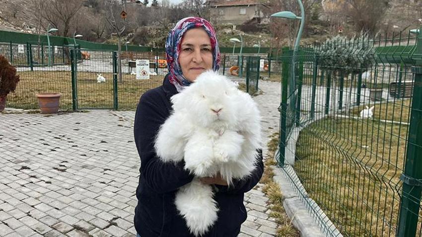 300 yıl önce nesli tükenmişti! Angora tavşanı için başkentte harekete geçildi: Koyun yününden 7 kat daha güçlü! Ekonomiye 'can' olacak