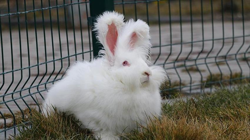 300 yıl önce nesli tükenmişti! Angora tavşanı için başkentte harekete geçildi: Koyun yününden 7 kat daha güçlü! Ekonomiye 'can' olacak