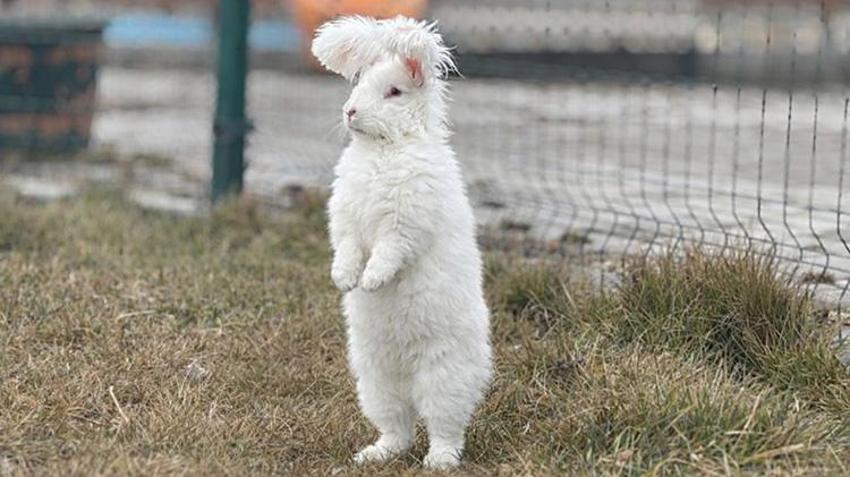 300 yıl önce nesli tükenmişti! Angora tavşanı için başkentte harekete geçildi: Koyun yününden 7 kat daha güçlü! Ekonomiye 'can' olacak