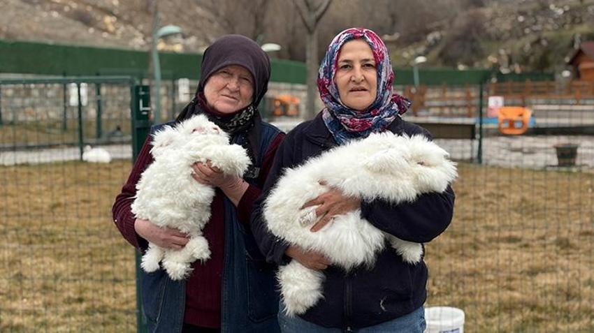 300 yıl önce nesli tükenmişti! Angora tavşanı için başkentte harekete geçildi: Koyun yününden 7 kat daha güçlü! Ekonomiye 'can' olacak