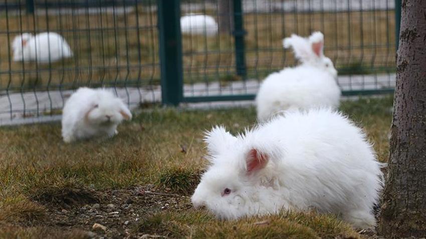 300 yıl önce nesli tükenmişti! Angora tavşanı için başkentte harekete geçildi: Koyun yününden 7 kat daha güçlü! Ekonomiye 'can' olacak