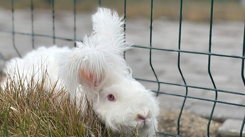 300 yıl önce nesli tükenmişti! Angora tavşanı için başkentte harekete geçildi: Koyun yününden 7 kat daha güçlü! Ekonomiye 'can' olacak