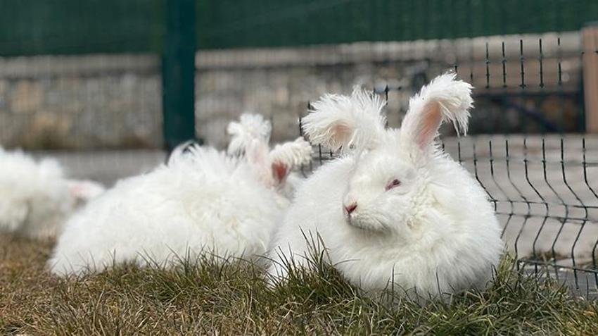 300 yıl önce nesli tükenmişti! Angora tavşanı için başkentte harekete geçildi: Koyun yününden 7 kat daha güçlü! Ekonomiye 'can' olacak