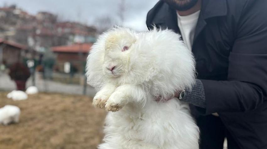 300 yıl önce nesli tükenmişti! Angora tavşanı için başkentte harekete geçildi: Koyun yününden 7 kat daha güçlü! Ekonomiye 'can' olacak