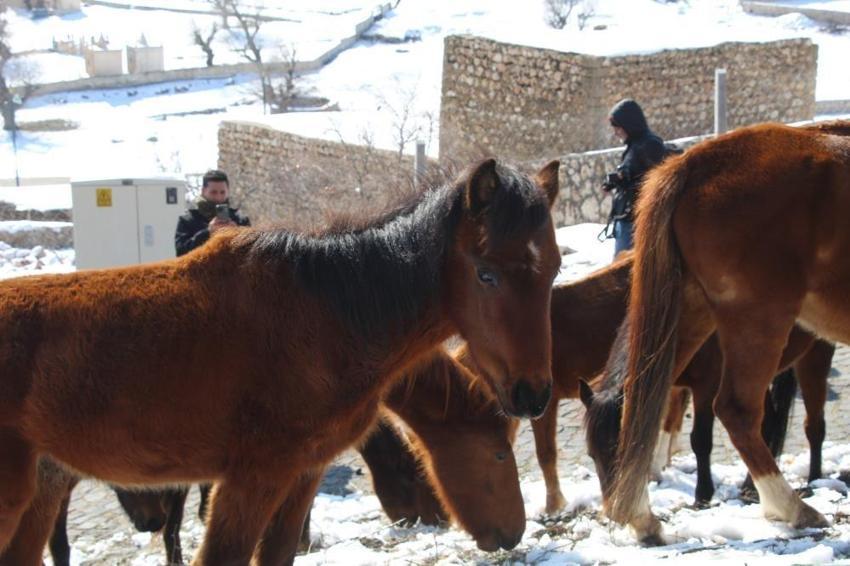 Şırnak'ta dağ eteğinde görülüyor: Bölgede hareket eden her şeye anlam katıyor