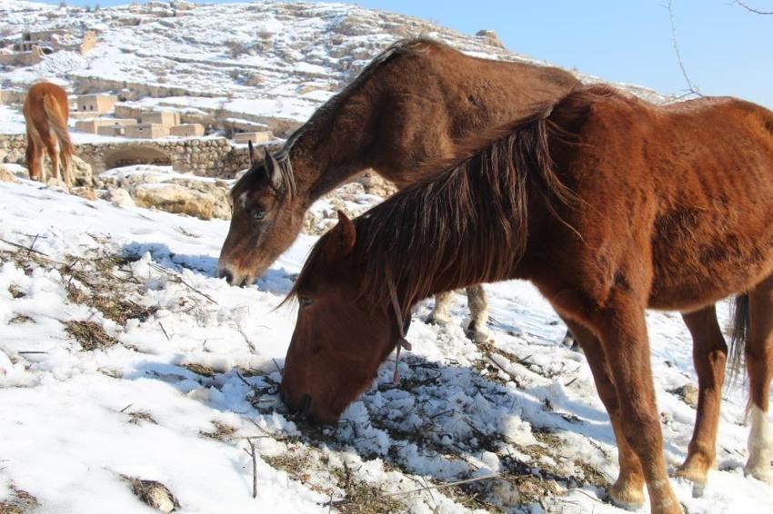 Şırnak'ta dağ eteğinde görülüyor: Bölgede hareket eden her şeye anlam katıyor