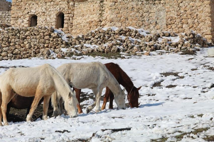 Şırnak'ta dağ eteğinde görülüyor: Bölgede hareket eden her şeye anlam katıyor