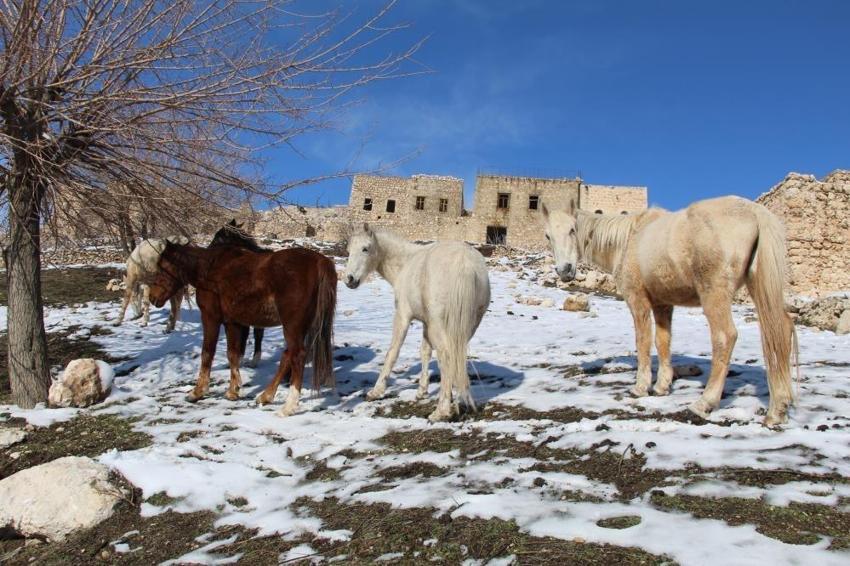 Şırnak'ta dağ eteğinde görülüyor: Bölgede hareket eden her şeye anlam katıyor