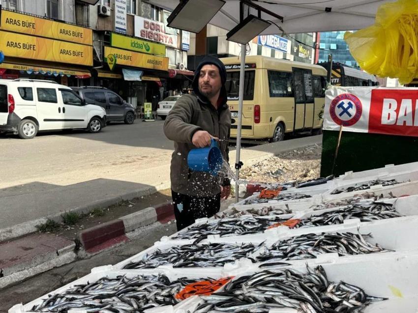 Hamsi geri döndü, fiyatlar düştü! İşte Karadeniz tezgahlarında güncel balık fiyatları