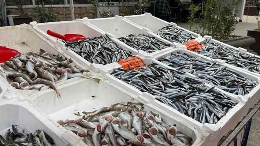 Hamsi geri döndü, fiyatlar düştü! İşte Karadeniz tezgahlarında güncel balık fiyatları