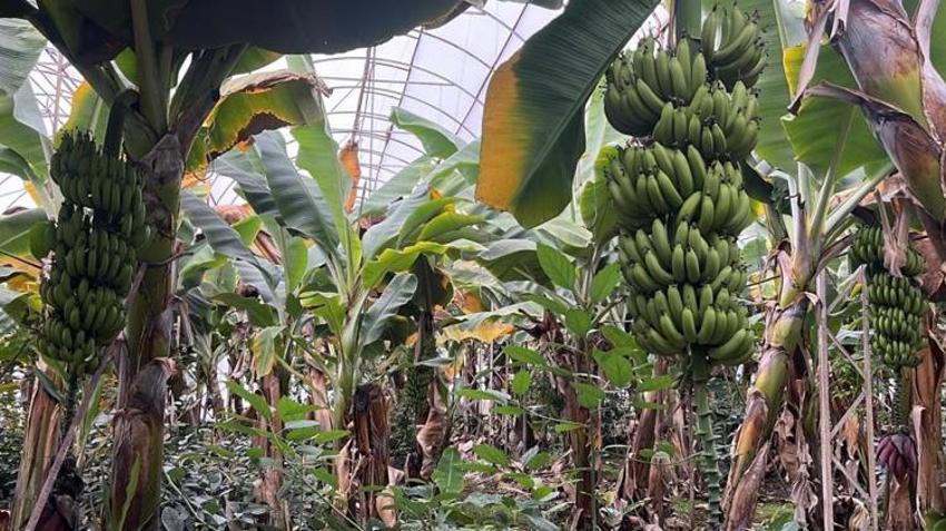 Antalya'da üretilip dünyanın dört bir yanına gönderiliyor! Kilosu 40 lira: Üreticinin yüzü güldü