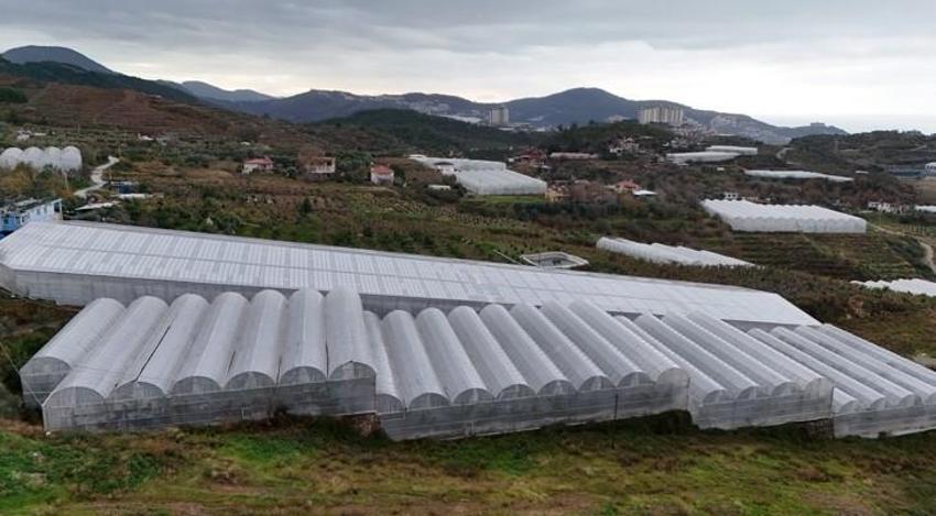 Antalya'da üretilip dünyanın dört bir yanına gönderiliyor! Kilosu 40 lira: Üreticinin yüzü güldü