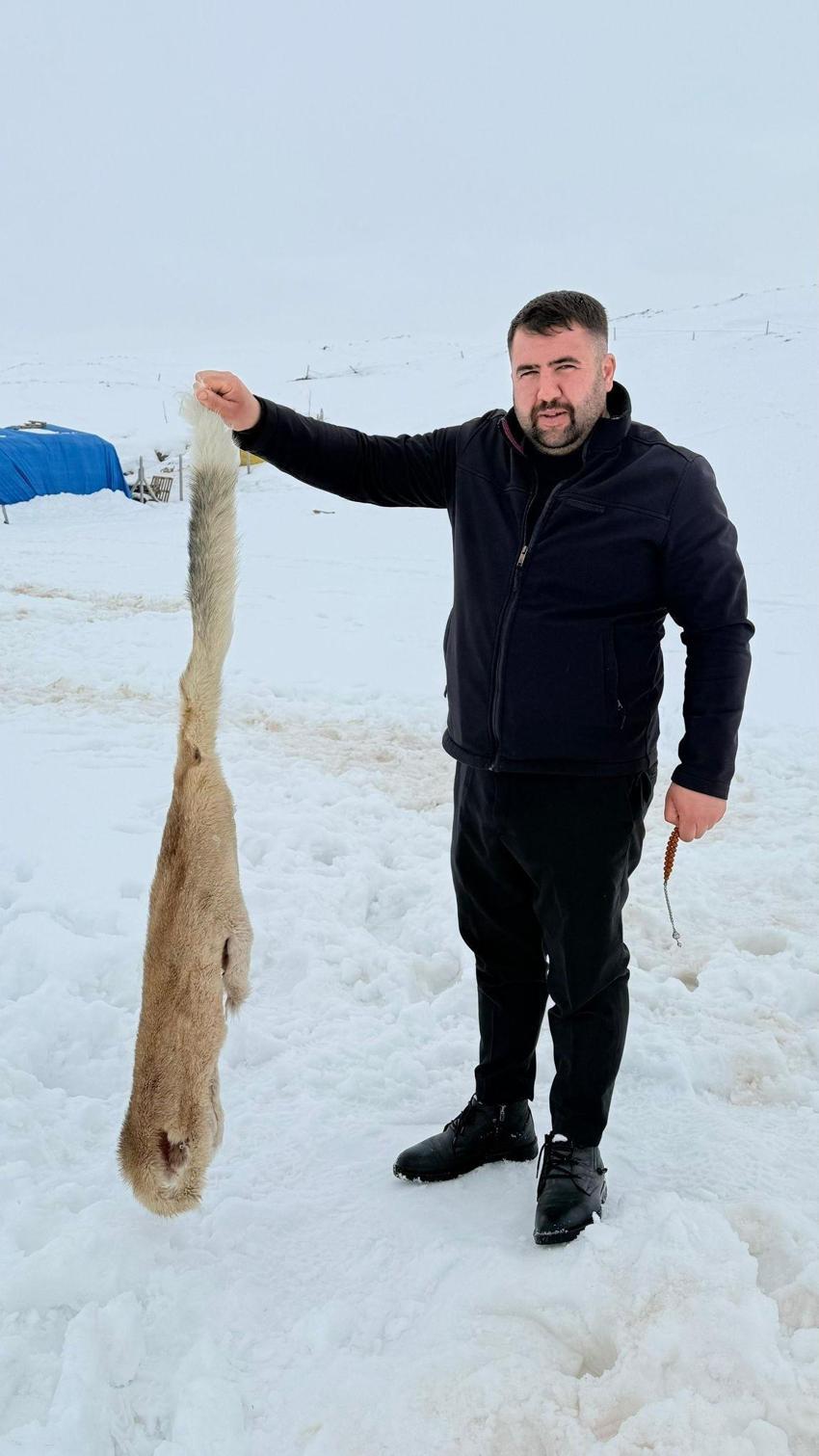 Sivas’ta kurtlarla dövüşen köpekten geriye postu kaldı