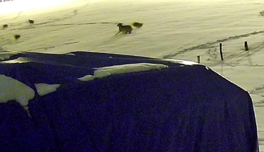 Sivas’ta kurtlarla dövüşen köpekten geriye postu kaldı