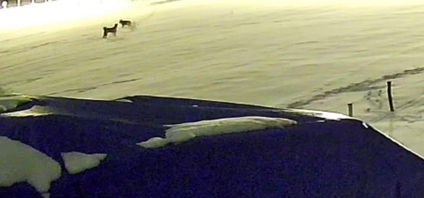 Sivas’ta kurtlarla dövüşen köpekten geriye postu kaldı