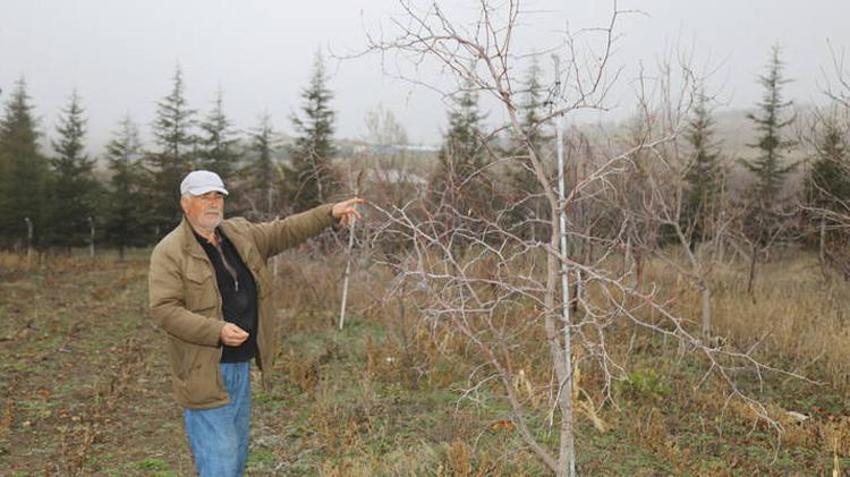 Ankara'da emekli öğretmen ne yaptıysa olmadı! Sadece 1 tane dikti, 700 tane çıktı: Kilosu 500 lira