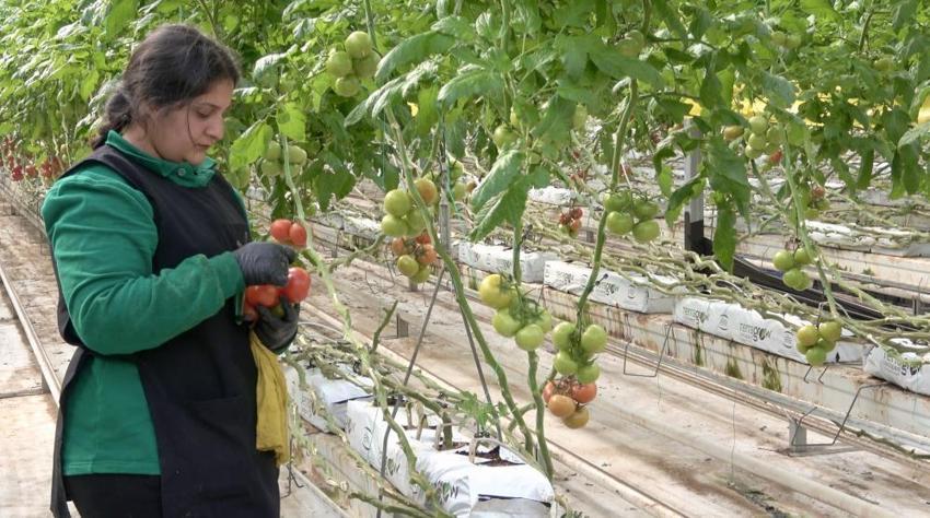 Ağrı'da jeotermal kaynaklar üretimin bereketini artırdı! Yıllık bin 200 tonla ihracata dev katkı