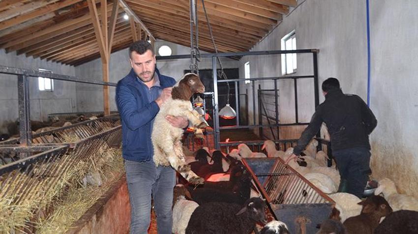 Muş'ta hayvancılıkta yeni dönem! İklim değişikliğine karşı dayanıklı geliştirilen ilk kuzular doğdu, verim rekoru kapıda