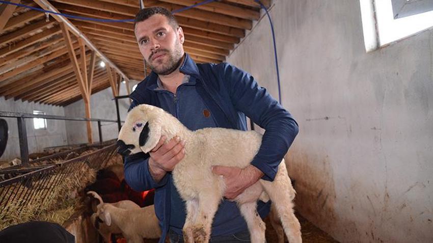Muş'ta hayvancılıkta yeni dönem! İklim değişikliğine karşı dayanıklı geliştirilen ilk kuzular doğdu, verim rekoru kapıda