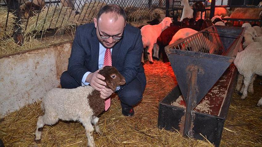 Muş'ta hayvancılıkta yeni dönem! İklim değişikliğine karşı dayanıklı geliştirilen ilk kuzular doğdu, verim rekoru kapıda