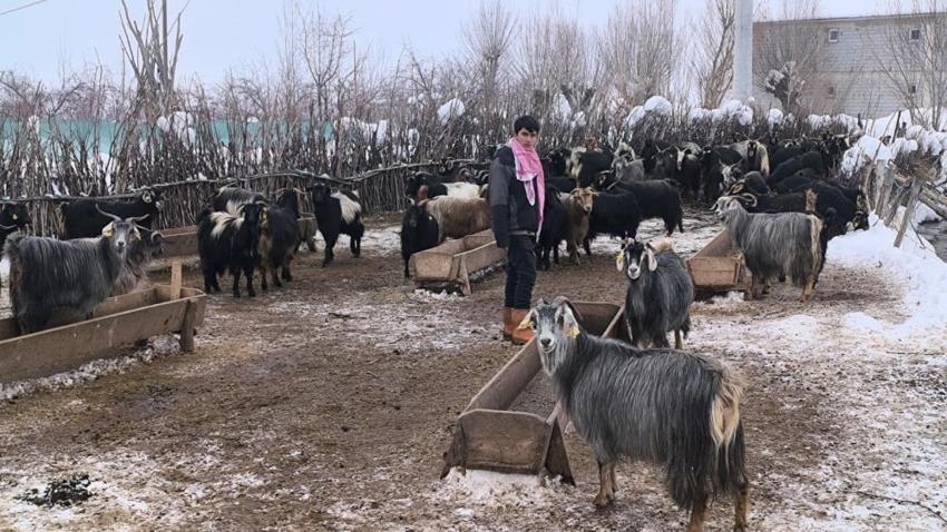 Muşlu üretici saman ve arpaya alternatif buldu! Zor ama bedava: Bu yöntemle maliyetler yarı yarıya düştü