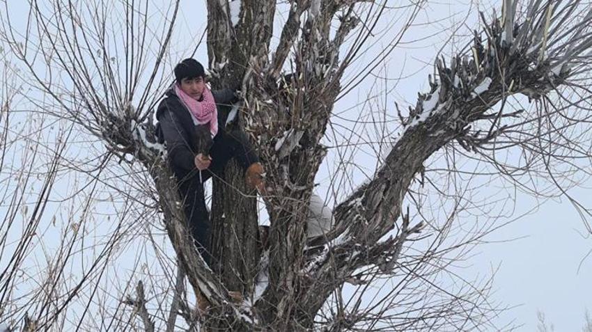 Muşlu üretici saman ve arpaya alternatif buldu! Zor ama bedava: Bu yöntemle maliyetler yarı yarıya düştü