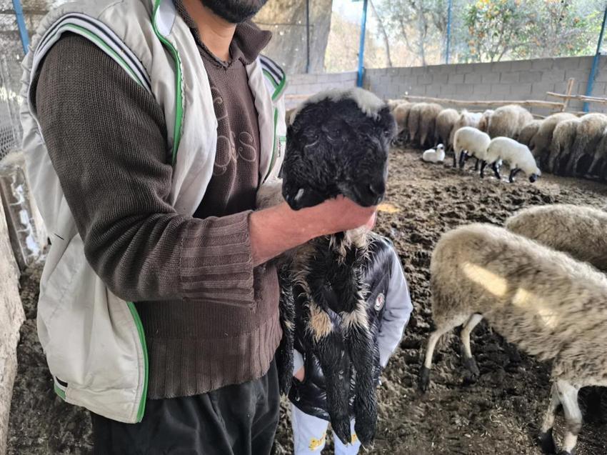 Hatay'da ilginç doğum! Çift başlı kuzu görenleri hayrete düşürüyor: 2 ağzı, 4 gözü var!