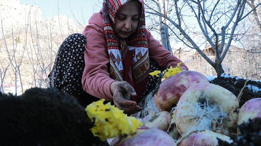 Hasat sonrası toprağın altına gömüyorlar! Köylülerin asırlık yöntemi herkesi şaşkına çeviriyor