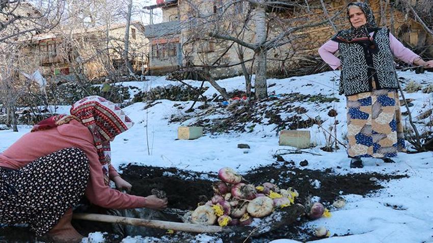 Hasat sonrası toprağın altına gömüyorlar! Köylülerin asırlık yöntemi herkesi şaşkına çeviriyor