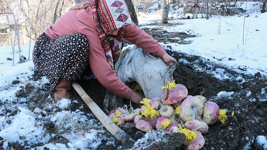 Hasat sonrası toprağın altına gömüyorlar! Köylülerin asırlık yöntemi herkesi şaşkına çeviriyor