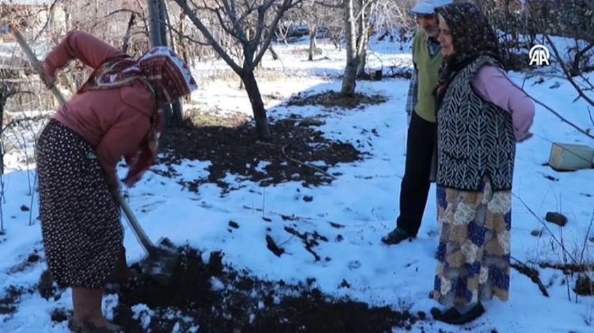 Hasat sonrası toprağın altına gömüyorlar! Köylülerin asırlık yöntemi herkesi şaşkına çeviriyor