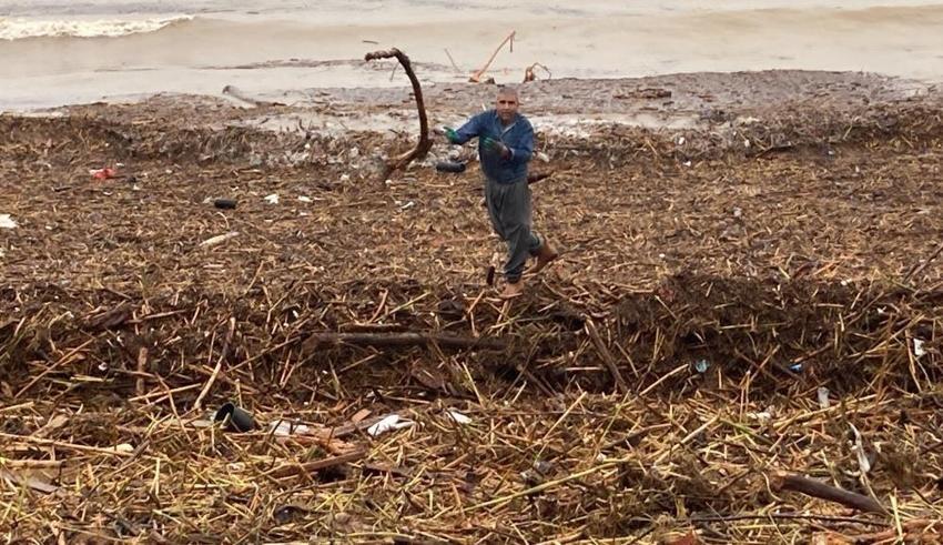 Mersin'de böylesi görülmedi: Sahillerde ilk kez karşılaştılar
