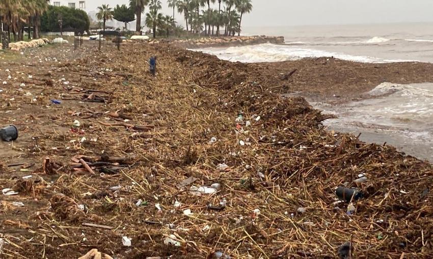 Mersin'de böylesi görülmedi: Sahillerde ilk kez karşılaştılar