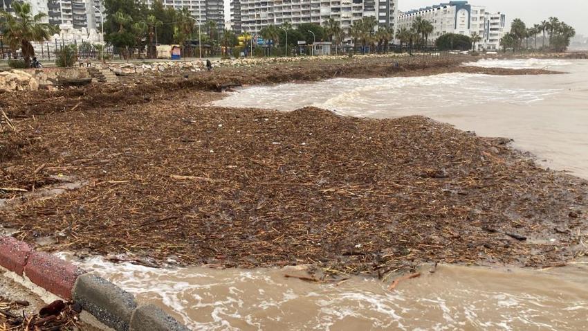 Mersin'de böylesi görülmedi: Sahillerde ilk kez karşılaştılar