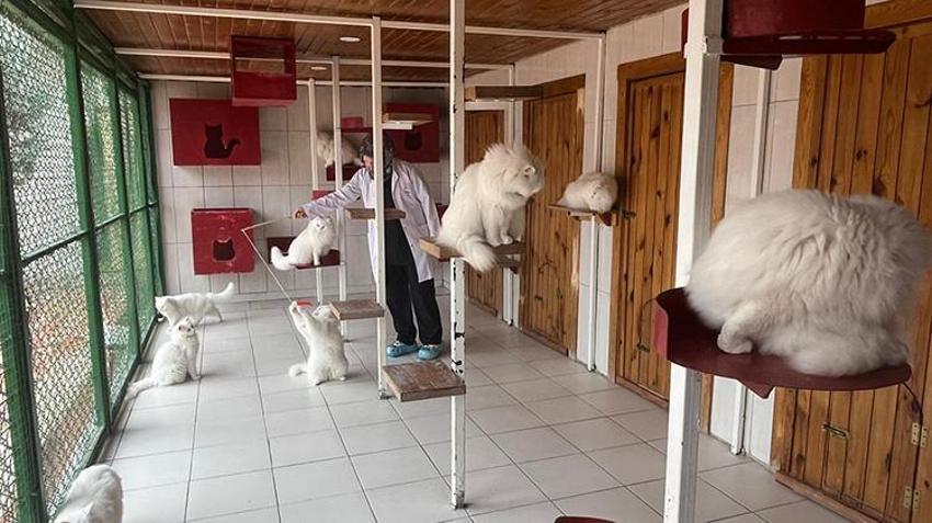 Ankara'nın beyaz hazinesi koruma altında! 700 Ankara Kedisi yeni yuvasına kavuştu