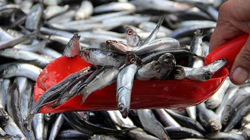 Balıkçılar denize açılamadı, fiyatlar uçtu! İstavrit ve mezgit cep yakıyor