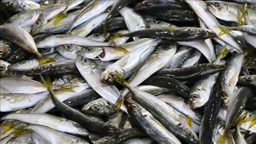 Balıkçılar denize açılamadı, fiyatlar uçtu! İstavrit ve mezgit cep yakıyor