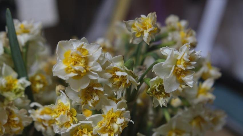 Karaman'da kışın simgesi: Yoğun talep var