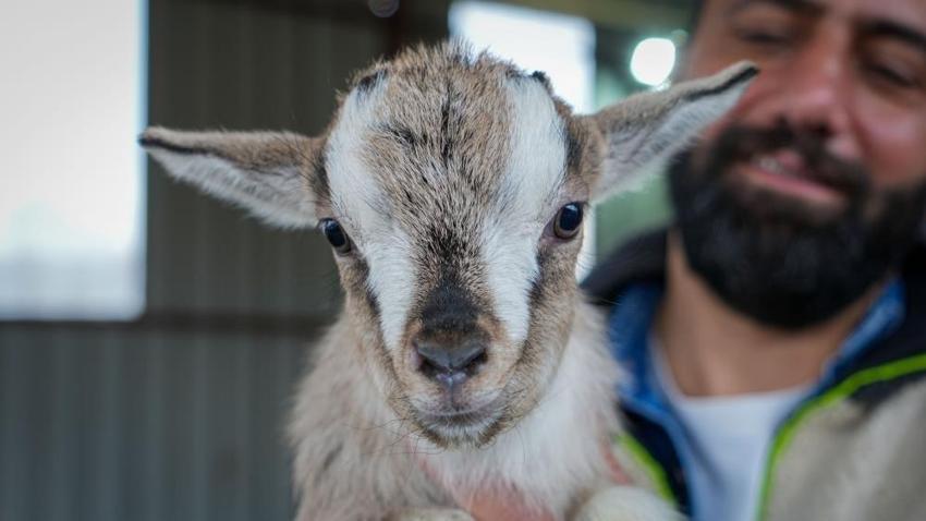 Ankara'da hobi olarak başladı: Evcil hayvanlara yeni alternatif yarattı!