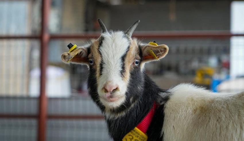 Ankara'da hobi olarak başladı: Evcil hayvanlara yeni alternatif yarattı!