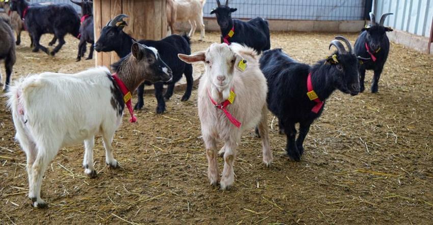 Ankara'da hobi olarak başladı: Evcil hayvanlara yeni alternatif yarattı!