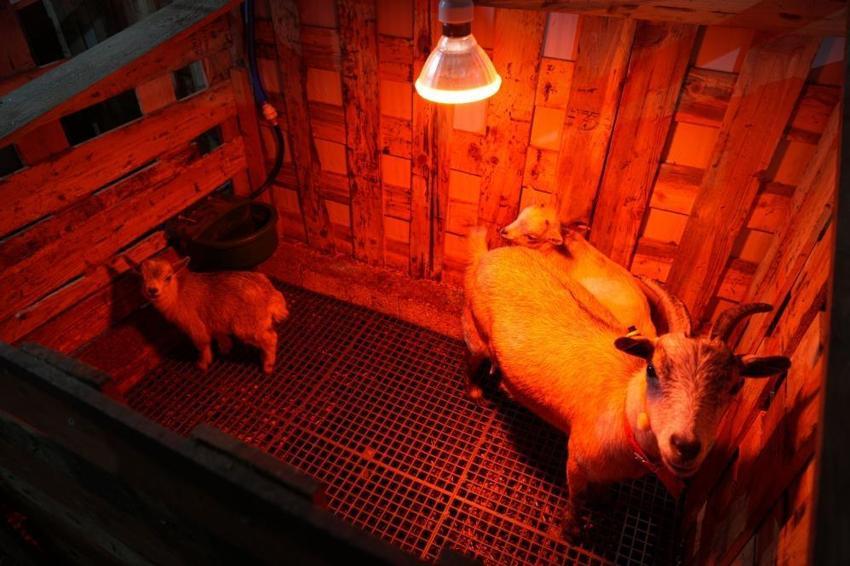 Ankara'da hobi olarak başladı: Evcil hayvanlara yeni alternatif yarattı!