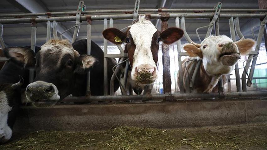 Malatya'daki depremlerde hayvanları telef olan vatandaşa devlet desteği: 'Açıkçası ben pek ihtimal vermiyordum'