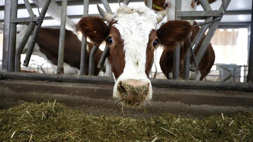 Malatya'daki depremlerde hayvanları telef olan vatandaşa devlet desteği: 'Açıkçası ben pek ihtimal vermiyordum'