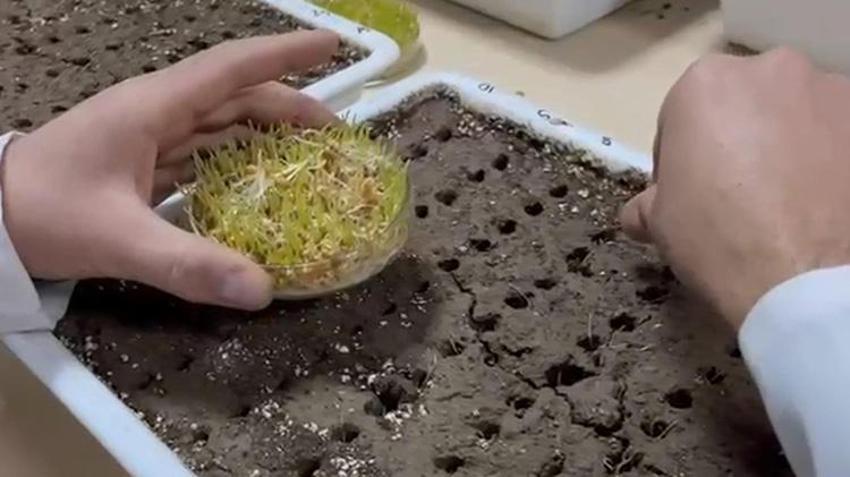 Eksi 21 dereceye meydan okuyor! Erzurum'da 'süper tohum' mesaisi: Kar yokken bile ölmeyen buğday geliştirildi