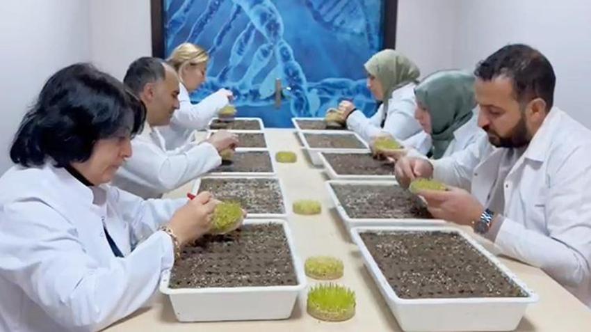 Eksi 21 dereceye meydan okuyor! Erzurum'da 'süper tohum' mesaisi: Kar yokken bile ölmeyen buğday geliştirildi